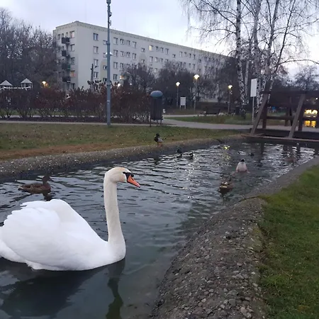 Widok Na Stawy *